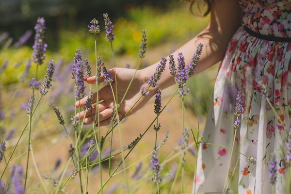 quelles plantes choisir pour créer une ambiance apaisante chez soi